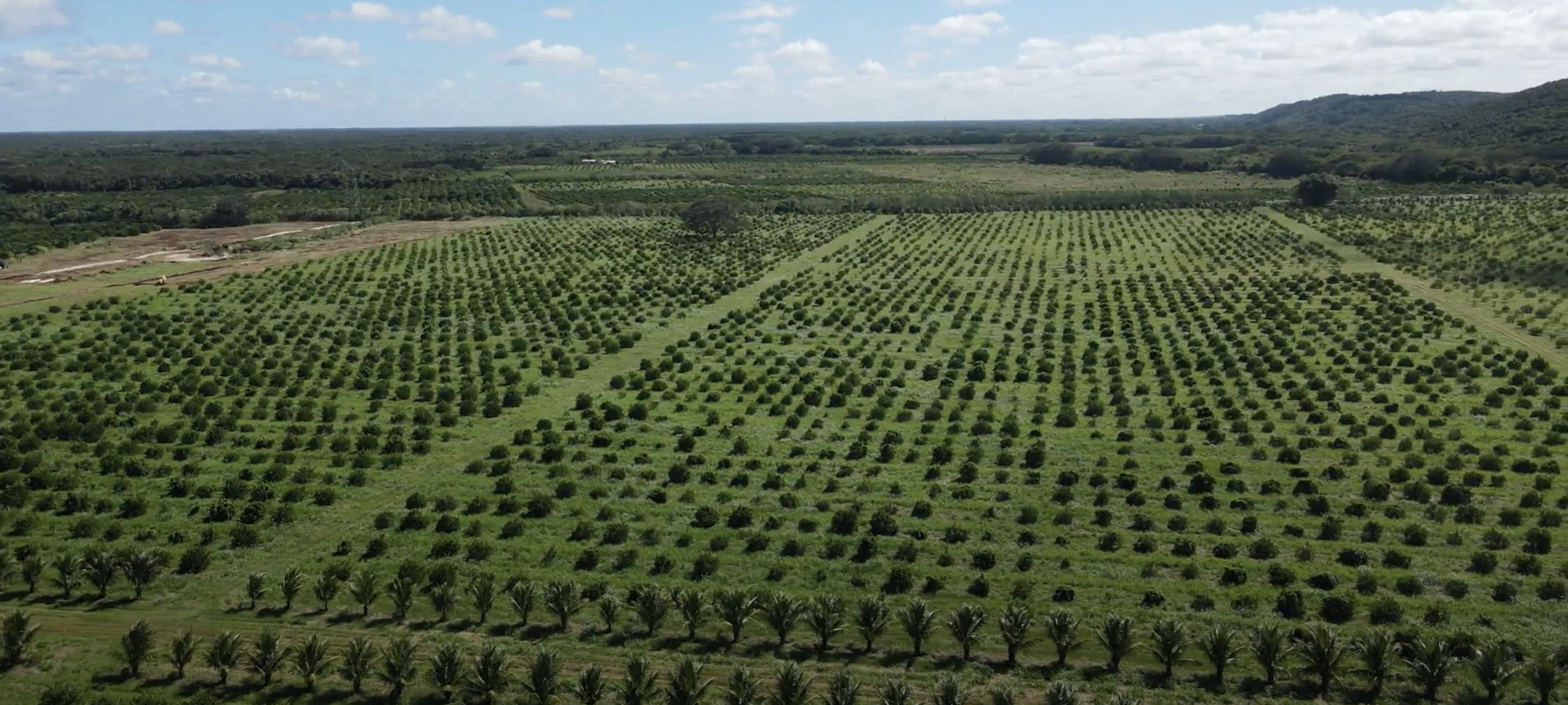 Citrus Patrimonial Confiable - Adquiere tu plantación