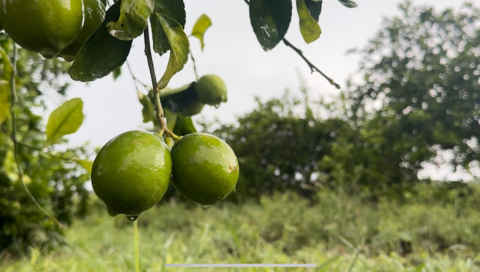 Citrus Patrimonial Confiable - cosechamos